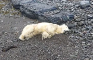 iceland polar bear shot dead